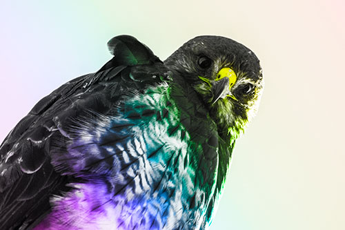 Direct Eye Contact With Rough Legged Hawk (Rainbow Tone Photo)