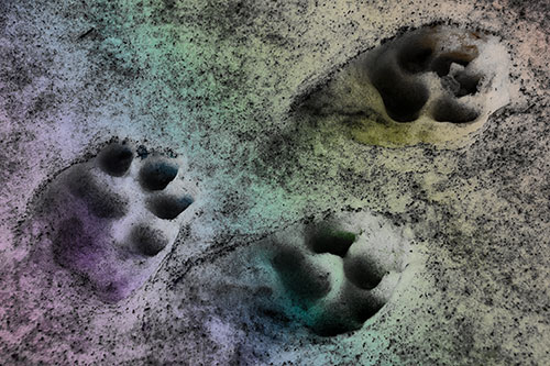 Dirty Dog Footprints In Snow (Rainbow Tone Photo)