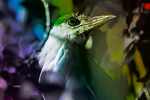 Dirty Faced Black Crowned Night Heron (Rainbow Tone Photo)