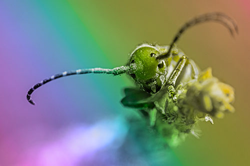 Dirty Milkweed Beetle Climbs Plant Top (Rainbow Tone)