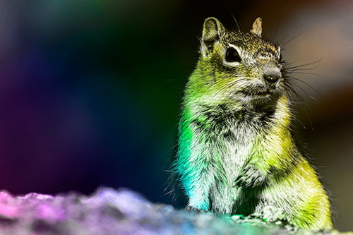 Dirty Nosed Squirrel Atop Rock (Rainbow Tone Photo)