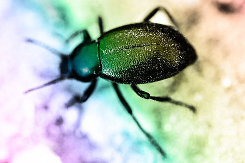Dirty Shelled Beetle Among Dirt (Rainbow Tone Photo)