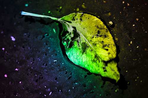Distressed Rotting Leaf Face Among Wet Pavement (Rainbow Tone)