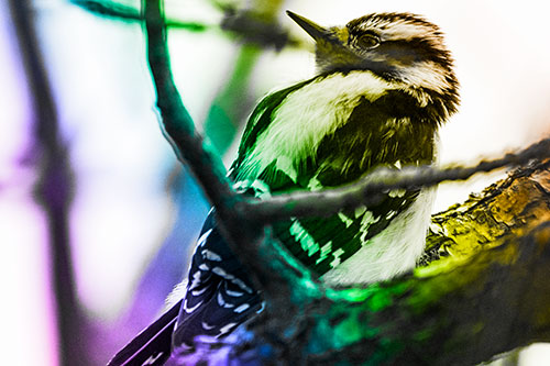 Downy Woodpecker Twists Head Backwards Atop Branch (Rainbow Tone Photo)