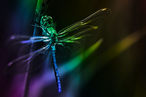 Dragonfly Grabs Ahold Grass Blade (Rainbow Tone Photo)