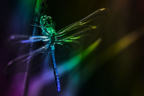 Dragonfly Grabs Ahold Grass Blade (Rainbow Tone)