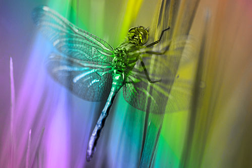 Dragonfly Grabs Grass Blade Batch (Rainbow Tone Photo)