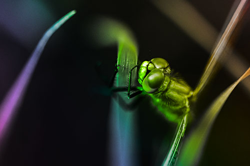 Dragonfly Hugging Grass Blade Tightly (Rainbow Tone Photo)
