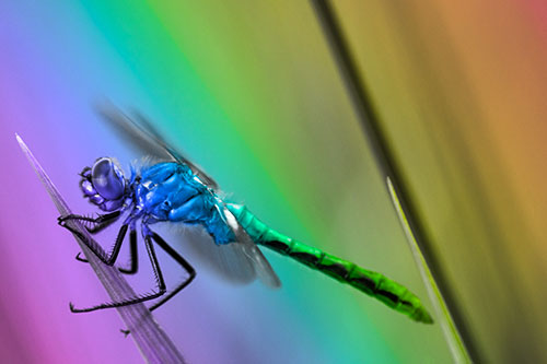 Dragonfly Perched Atop Sloping Grass Blade (Rainbow Tone Photo)