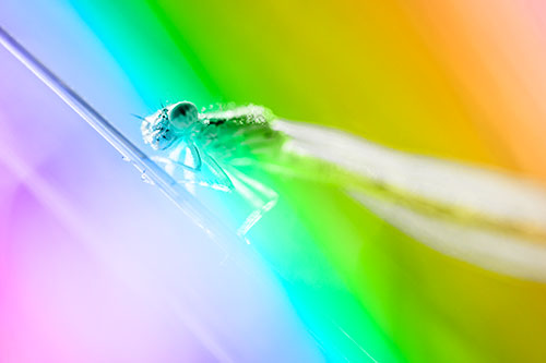 Dragonfly Rides Grass Blade Among Sunlight (Rainbow Tone Photo)