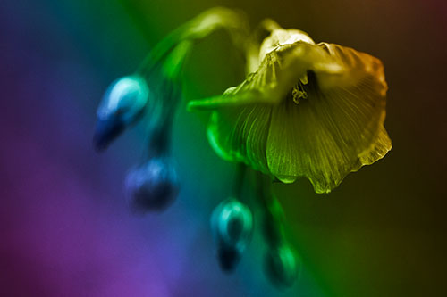 Droopy Flax Flower During Rainstorm (Rainbow Tone Photo)