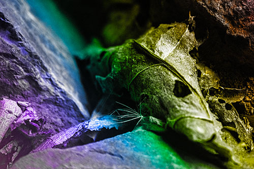 Dry Frowning Leaf Face Resting Between Rocks (Rainbow Tone)