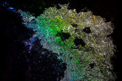 Dry Smirking Moss Face Among Damp Rock Surface (Rainbow Tone)