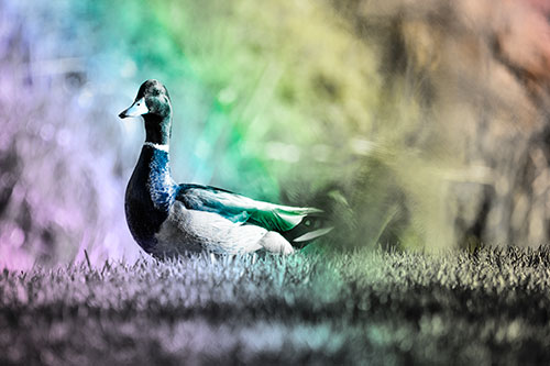 Duck On The Grassy Horizon (Rainbow Tone Photo)