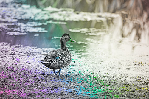 Duck Walking Through Algae For A Lake Swim (Rainbow Tone Photo)
