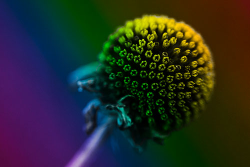 Dying Globosa Billy Button Craspedia Flower (Rainbow Tone Photo)