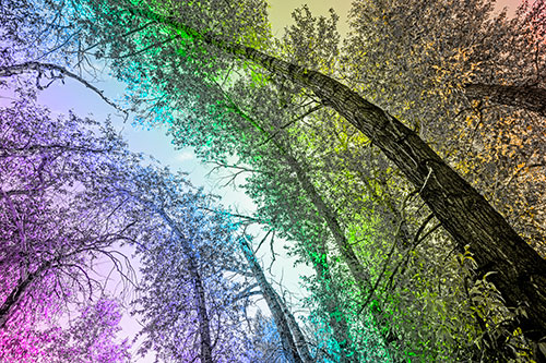 Early Autumn Trees Curving Among Sunlight (Rainbow Tone)