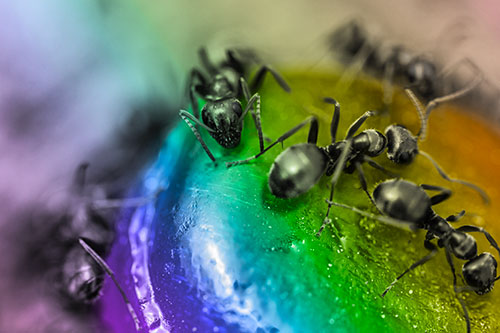 Excited Carpenter Ants Feasting Among Sugary Food Source (Rainbow Tone Photo)
