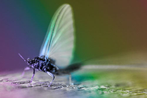 Excited Open Mouthed Mayfly Watches Sunrise (Rainbow Tone)