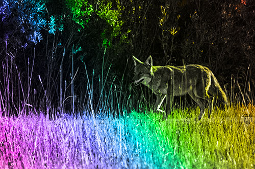 Exhausted Coyote Strolling Along Sidewalk (Rainbow Tone Photo)