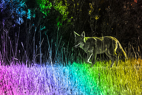 Exhausted Coyote Strolling Along Sidewalk (Rainbow Tone)