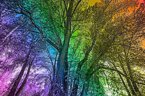 Fall Changing Autumn Tree Canopy Color (Rainbow Tone Photo)