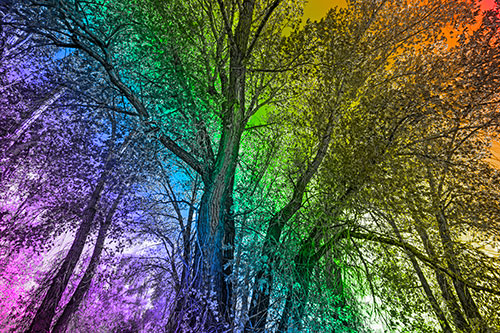 Fall Changing Autumn Tree Canopy Color (Rainbow Tone)