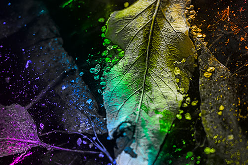 Fallen Autumn Leaf Face Rests Atop Ice (Rainbow Tone Photo)