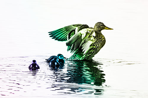 Family Of Ducks Enjoying Lake Swim (Rainbow Tone Photo)