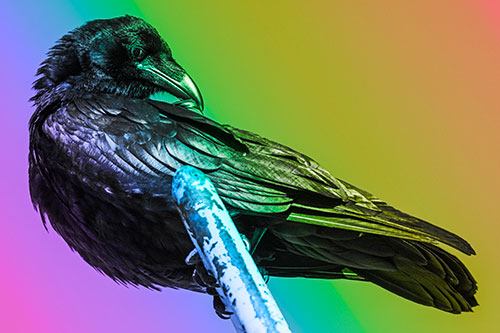 Feather Cleaning Raven Perched Atop Rusted Rail (Rainbow Tone)
