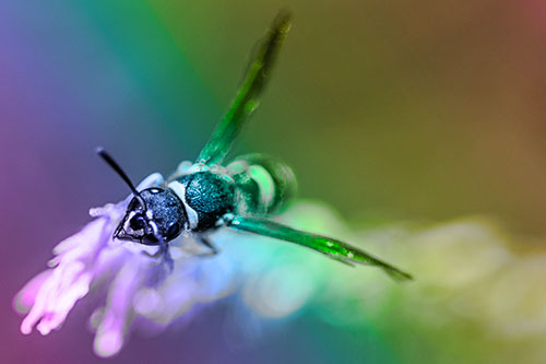 Feisty Wasp Gazes Upwards Among Plant Top (Rainbow Tone)