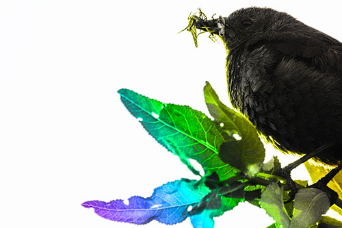 Female Brewers Blackbird Collects Mouthful Of Bugs (Rainbow Tone)