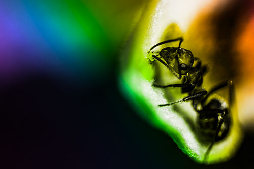 Fire Ant Milking Aphid Among Milkweed Leaf (Rainbow Tone)