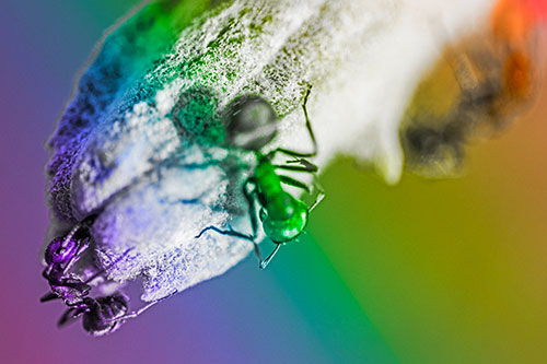 Fire Ants Crawling Among Milkweed Pod (Rainbow Tone)