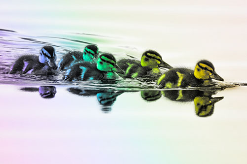Five Baby Mallard Ducklings Swimming Across Lake Water (Rainbow Tone)