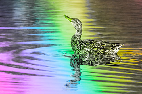 Floating Mallard Duck Watches Dragonfly Buzzing Above (Rainbow Tone)