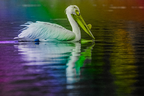 Floating Pelican Reflection Among Lake Water (Rainbow Tone)