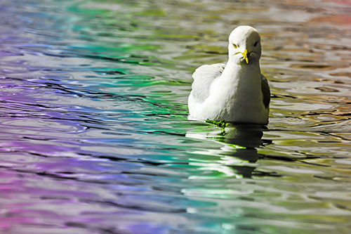 Floating Seagull Making Direct Eye Contact (Rainbow Tone)