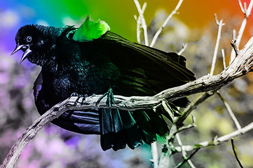 Fluffy Red Winged Blackbird Cawing Among Curving Branch (Rainbow Tone)