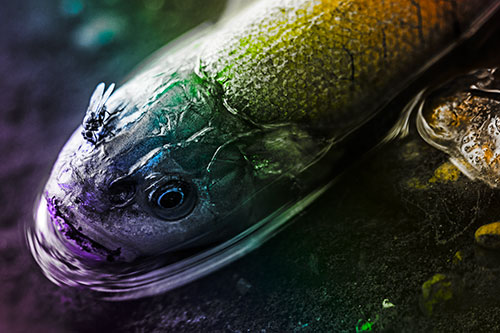 Fly Feasts Among Freshwater Whitefish Eyeball (Rainbow Tone Photo)