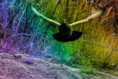 Flying Pigeon Collecting Nest Sticks (Rainbow Tone Photo)