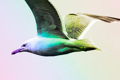 Flying Seagull Close Up During Flight (Rainbow Tone Photo)