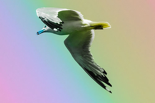 Flying Seagull Searching For Fishy Breakfast (Rainbow Tone)