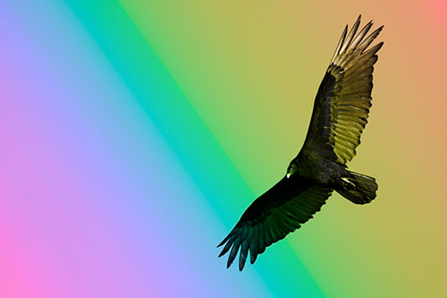 Flying Turkey Vulture Hunts For Food (Rainbow Tone Photo)