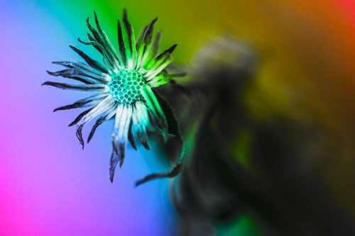 Freezing Aster Flower Shaking Among Wind (Rainbow Tone Photo)