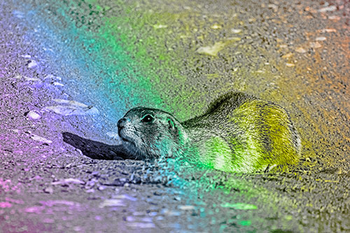 Frightened Russet Ground Squirrel Crouching Atop Dirt Mound (Rainbow Tone)