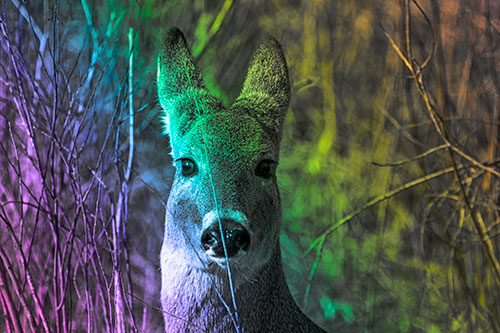 Frightened White Tailed Deer Staring (Rainbow Tone Photo)