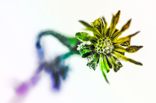 Frozen Ice Clinging Among Bending Aster Flower Petals (Rainbow Tone Photo)