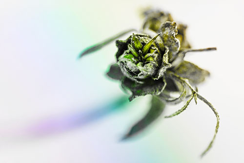 Fuzzy Blossoming Willow Cone Gall Midge (Rainbow Tone Photo)