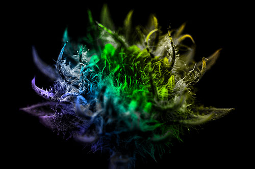 Fuzzy Sunflower Bud Begins Blooming (Rainbow Tone)